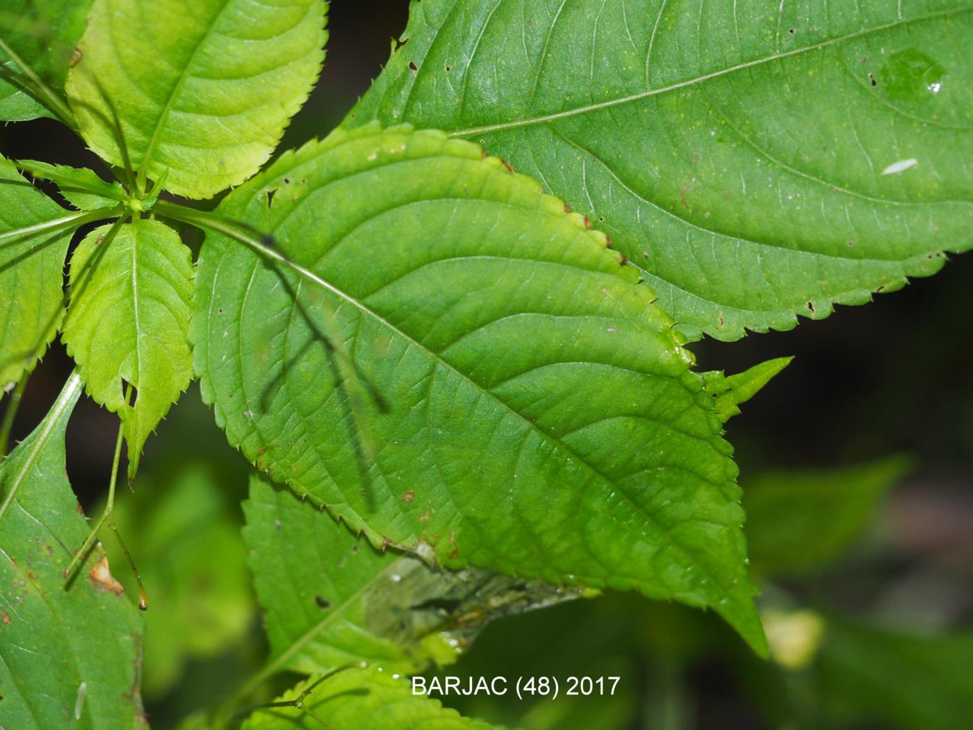 Balsam, Wild leaf